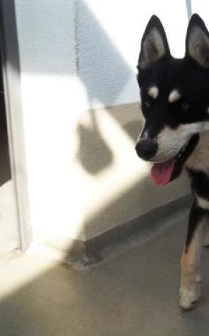 Warszawa: Bezpłatne zabiegi dla psów i kotów